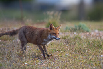 Red fox (Vulpes vulpes) is the largest of the true foxes and one of the most widely distributed members of the order Carnivora