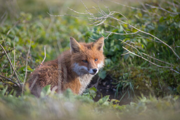 Red fox (Vulpes vulpes) is the largest of the true foxes and one of the most widely distributed...