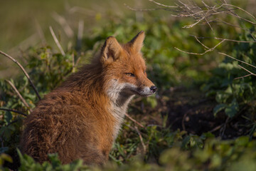 Red fox (Vulpes vulpes) is the largest of the true foxes and one of the most widely distributed members of the order Carnivora