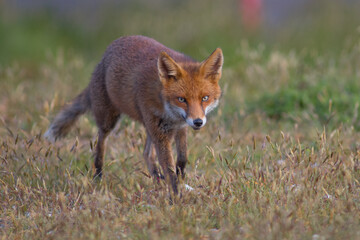 Red fox (Vulpes vulpes) is the largest of the true foxes and one of the most widely distributed members of the order Carnivora