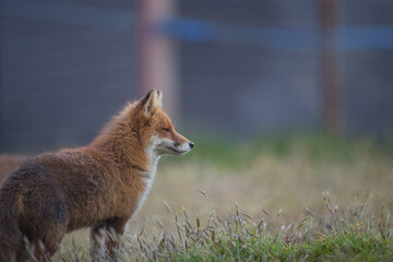 Red fox (Vulpes vulpes) is the largest of the true foxes and one of the most widely distributed members of the order Carnivora
