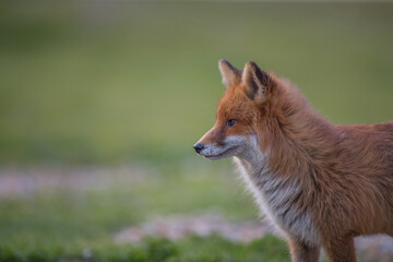 Red fox (Vulpes vulpes) is the largest of the true foxes and one of the most widely distributed members of the order Carnivora