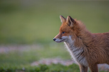 Red fox (Vulpes vulpes) is the largest of the true foxes and one of the most widely distributed members of the order Carnivora