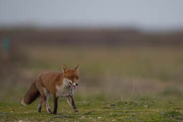 Red fox (Vulpes vulpes) is the largest of the true foxes and one of the most widely distributed members of the order Carnivora