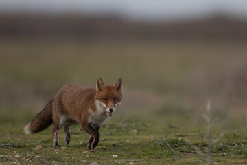 Red fox (Vulpes vulpes) is the largest of the true foxes and one of the most widely distributed members of the order Carnivora