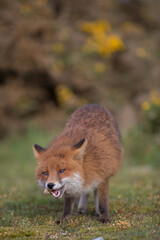 Red fox (Vulpes vulpes) is the largest of the true foxes and one of the most widely distributed members of the order Carnivora