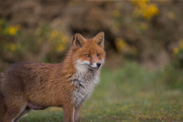 Red fox (Vulpes vulpes) is the largest of the true foxes and one of the most widely distributed...