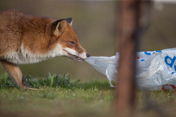 Red fox (Vulpes vulpes) is the largest of the true foxes and one of the most widely distributed members of the order Carnivora