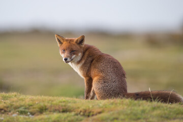 Red fox (Vulpes vulpes) is the largest of the true foxes and one of the most widely distributed...