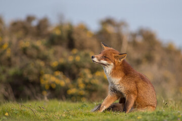 Red fox (Vulpes vulpes) is the largest of the true foxes and one of the most widely distributed members of the order Carnivora
