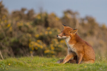 Red fox (Vulpes vulpes) is the largest of the true foxes and one of the most widely distributed members of the order Carnivora