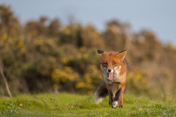 Red fox (Vulpes vulpes) is the largest of the true foxes and one of the most widely distributed...