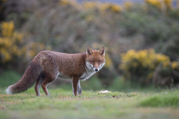 Red fox (Vulpes vulpes) is the largest of the true foxes and one of the most widely distributed members of the order Carnivora