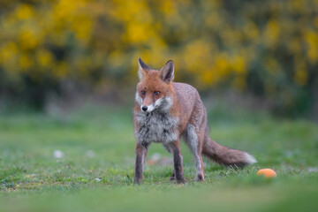 Red fox (Vulpes vulpes) is the largest of the true foxes and one of the most widely distributed members of the order Carnivora