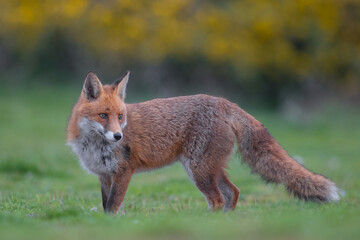 Red fox (Vulpes vulpes) is the largest of the true foxes and one of the most widely distributed members of the order Carnivora