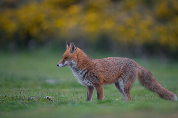Red fox (Vulpes vulpes) is the largest of the true foxes and one of the most widely distributed members of the order Carnivora