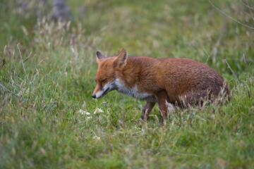 Red fox (Vulpes vulpes) is the largest of the true foxes and one of the most widely distributed members of the order Carnivora