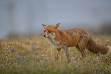 Red fox (Vulpes vulpes) is the largest of the true foxes and one of the most widely distributed members of the order Carnivora