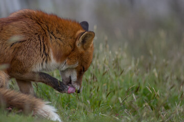 Red fox (Vulpes vulpes) is the largest of the true foxes and one of the most widely distributed members of the order Carnivora