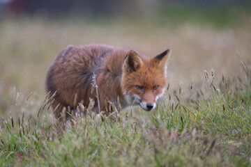 Red fox (Vulpes vulpes) is the largest of the true foxes and one of the most widely distributed members of the order Carnivora