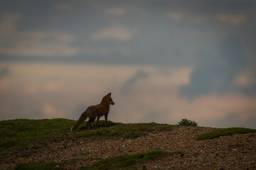 Red fox (Vulpes vulpes) is the largest of the true foxes and one of the most widely distributed members of the order Carnivora