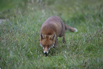 Red fox (Vulpes vulpes) is the largest of the true foxes and one of the most widely distributed members of the order Carnivora