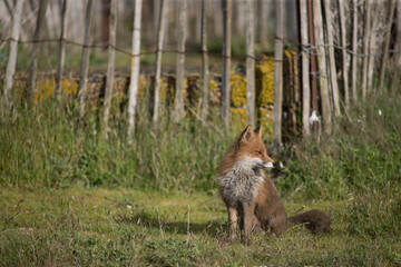 Red fox (Vulpes vulpes) is the largest of the true foxes and one of the most widely distributed...