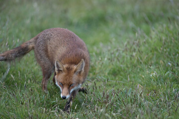 Red fox (Vulpes vulpes) is the largest of the true foxes and one of the most widely distributed members of the order Carnivora