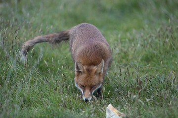 Red fox (Vulpes vulpes) is the largest of the true foxes and one of the most widely distributed members of the order Carnivora