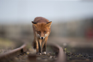 Red fox (Vulpes vulpes) is the largest of the true foxes and one of the most widely distributed...