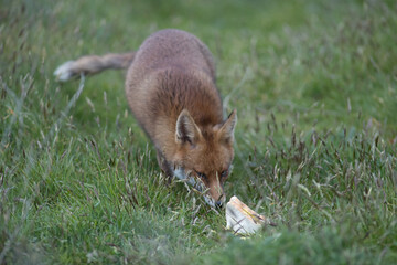 Red fox (Vulpes vulpes) is the largest of the true foxes and one of the most widely distributed members of the order Carnivora