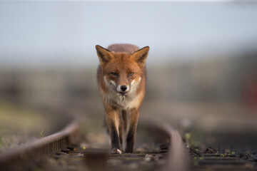 Red fox (Vulpes vulpes) is the largest of the true foxes and one of the most widely distributed members of the order Carnivora