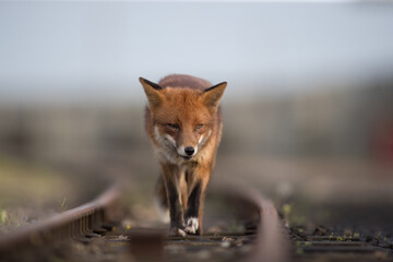 Red fox (Vulpes vulpes) is the largest of the true foxes and one of the most widely distributed...