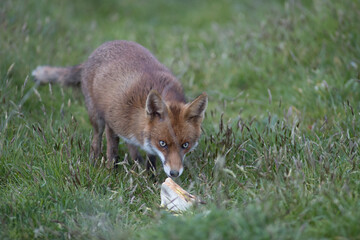 Red fox (Vulpes vulpes) is the largest of the true foxes and one of the most widely distributed members of the order Carnivora