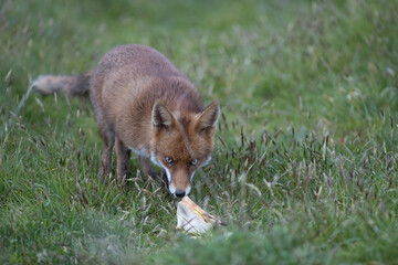 Red fox (Vulpes vulpes) is the largest of the true foxes and one of the most widely distributed members of the order Carnivora