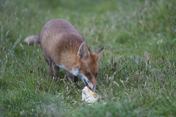 Red fox (Vulpes vulpes) is the largest of the true foxes and one of the most widely distributed members of the order Carnivora