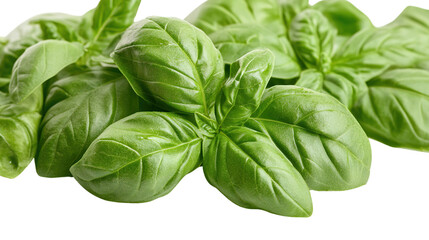 Fototapeta premium basil leaves isolated on white background