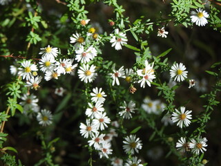 Frost aster bloomed within the woodland forest of Eastern Neck National Wildlife Refuge, Kent County, Rock Hall, Maryland.