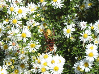 European hornet feeding on the nectar within frost aster wildflowers. Eastern Neck National Wildlife Refuge, Kent County, Rock Hall, Maryland.