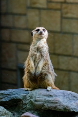 Surykatka szara © Darek