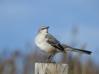 A northern mockingbird perched on a wooden post within the Eastern Neck National Wildlife Refuge, Kent County, Rock Hall, Maryland.