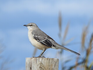 A northern mockingbird perched on a wooden post within the Eastern Neck National Wildlife Refuge,...