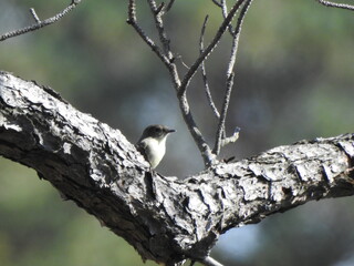 Eastern phoebe perched on a loblolly pine tree branch. Eastern Neck National Wildlife Refuge, Kent County, Rock Hall, Maryland.