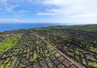 Drone photo of a tradicional vineyard on Pico Island, Azores Portugal © Geza Farkas