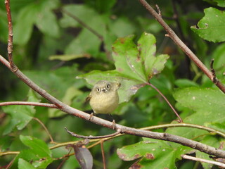 A ruby-crowned kinglet perched on a branch within the woodland forest of the Eastern Neck National Wildlife Refuge, Kent County, Rock Hall, Maryland.