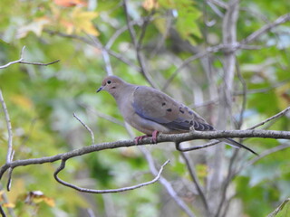 A mourning dove perched on a branch within a woodland forest. Eastern Neck National Wildlife Refuge, Kent County, Rock Hall, Maryland.