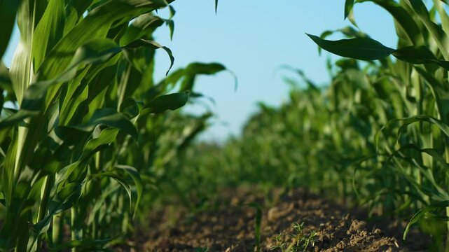 Green cornfield close up, maize crops. cereal grain, staple food. Maize cultivation. Corn grown in farmland. Working in agronomic farm for making business and having profit