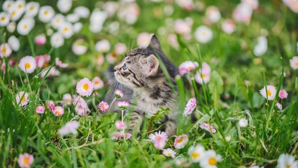 Adorable tabby kitten exploring spring flowers in a meadow
