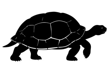 turtle isolated on white