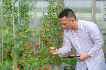 Scientist or food researchers collecting tomato samples for laboratory experiments aimed at improving tomato varieties,Asian farmers harvest ripe tomatoes for sale and delivery to processing factories